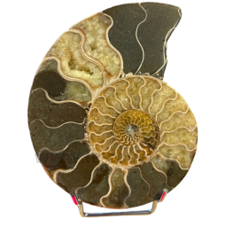 Ammonite Polie
