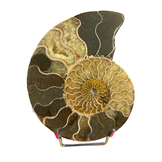 Ammonite Polie