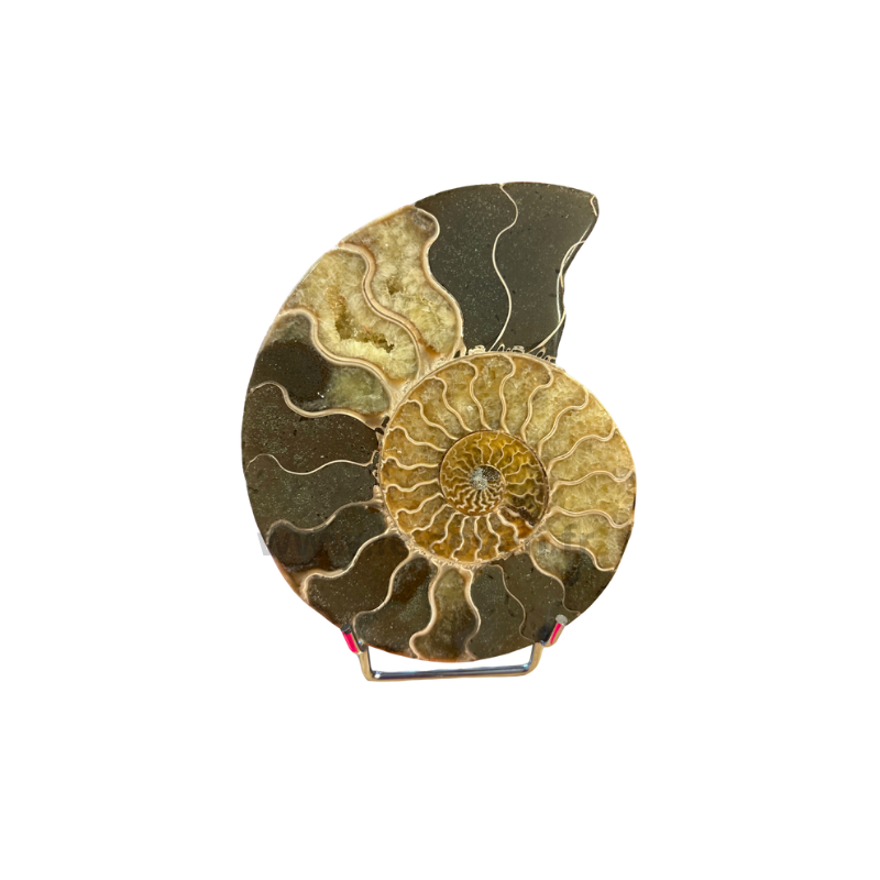 Ammonite Polie