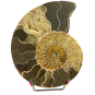 Ammonite Polie