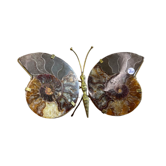 Papillon Ammonite