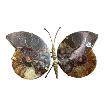 Papillon Ammonite