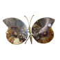 Papillon Ammonite