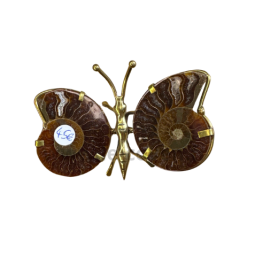 Mini Papillon Ammonite