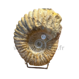 Ammonite Brute