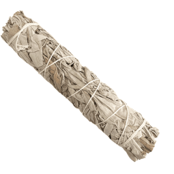 Sauge Blanche de Californie XL