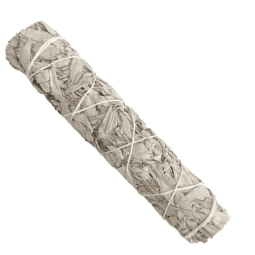 Sauge Blanche de Californie XXL