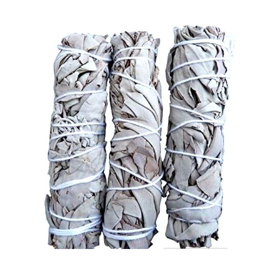 Sauge blanche Californie fagot 15-20g 10cm